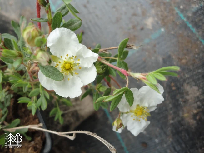 Potentilla fruticosa    'Primrose Beauty'